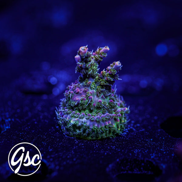 CC Voodoo Magic Acro #2