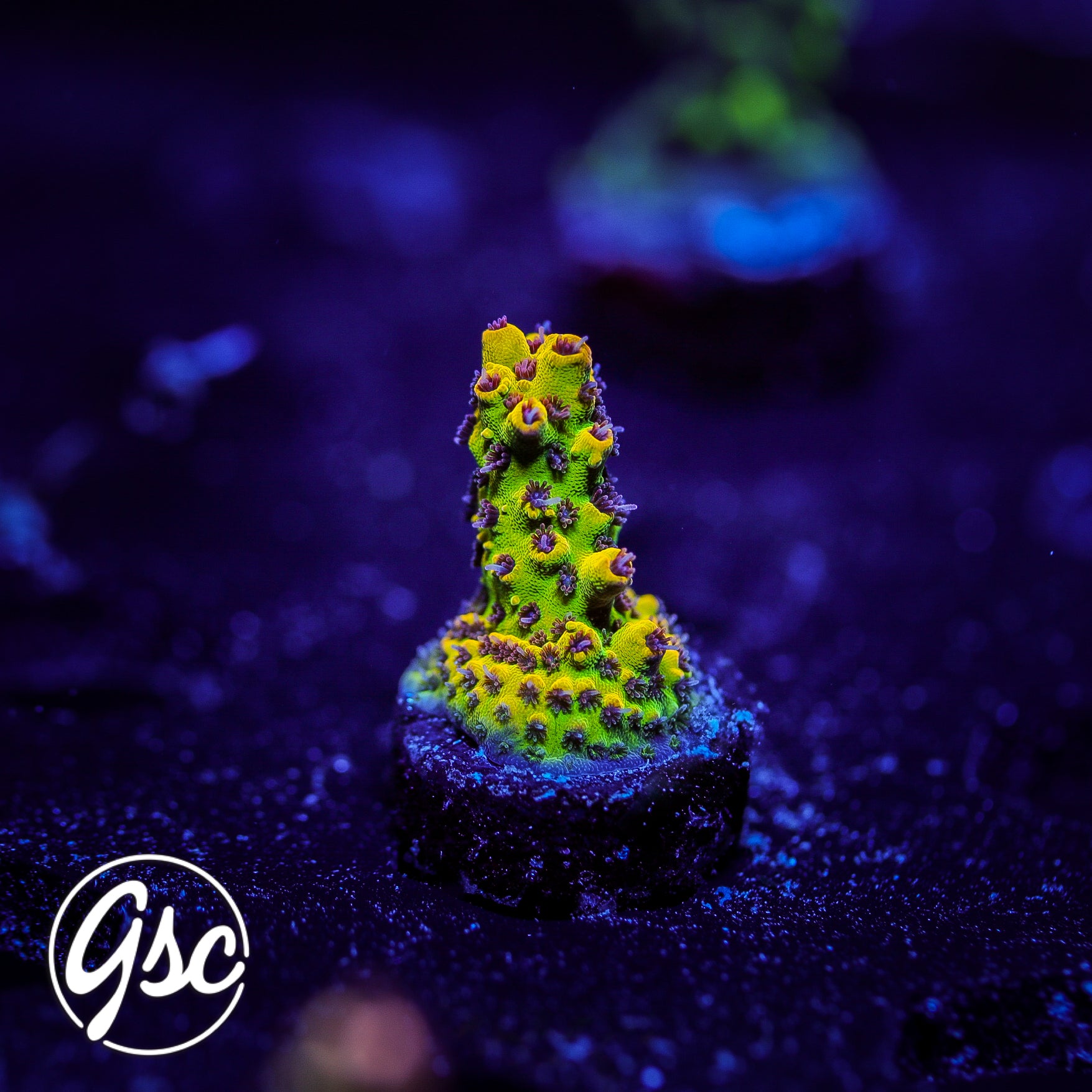 Tyree Pink Lemonade Acro #2