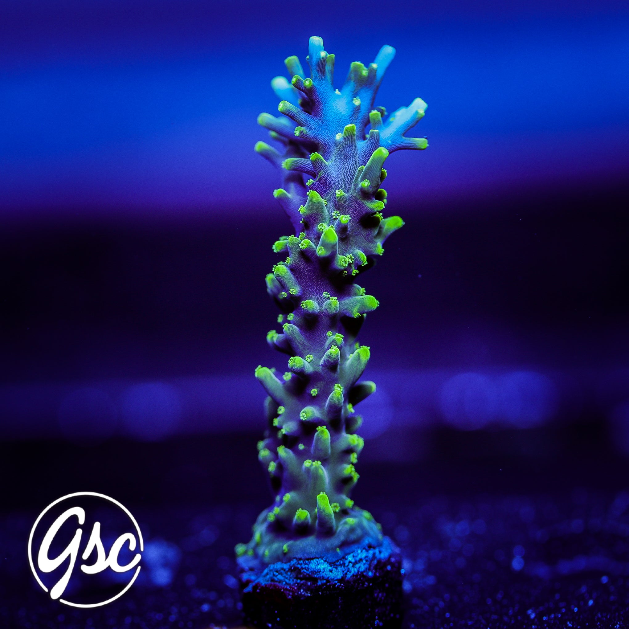 GSC Green Green-Eyed Dragon Acro #1