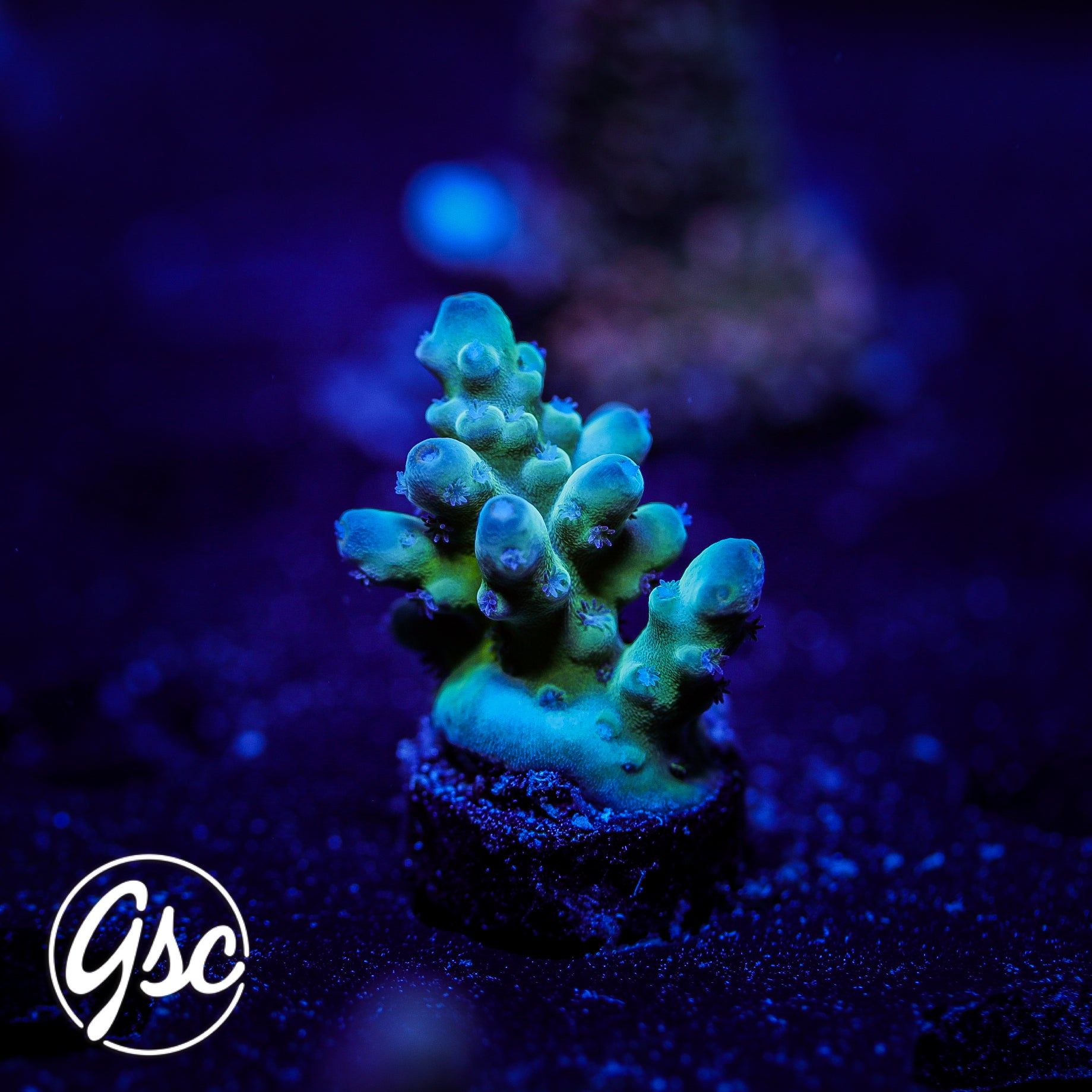 GSC Blue Saiyan Acro #3