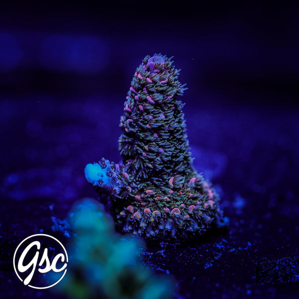 Hugos Rainbow Stag Acro #3