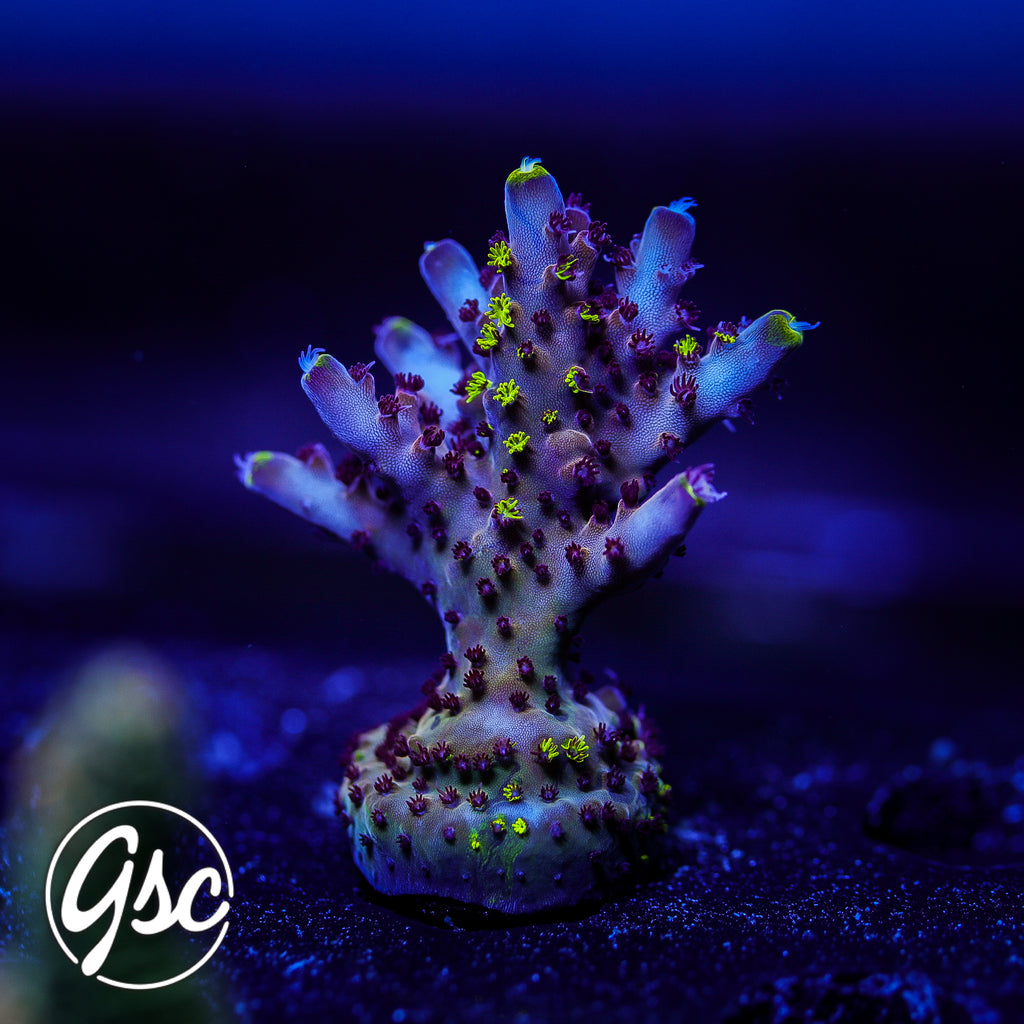 RR Robinhood Acro #3 (Chunky - Grafted)