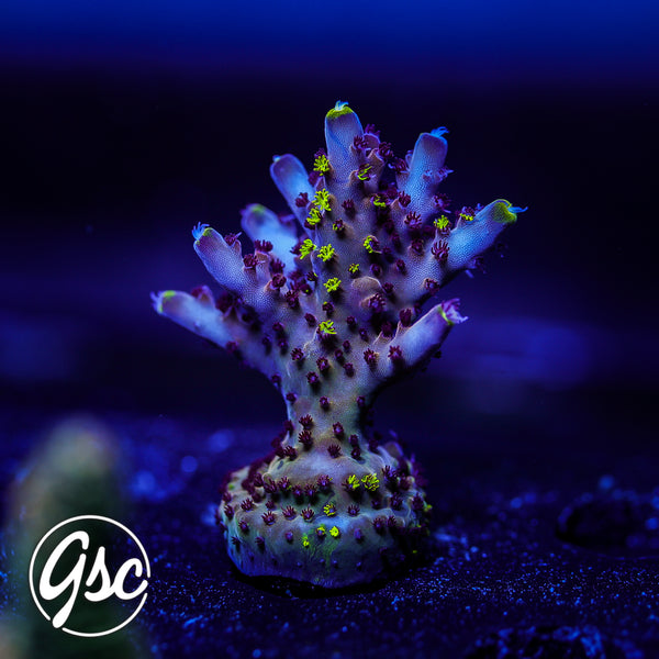 RR Robinhood Acro #3 (Chunky - Grafted)