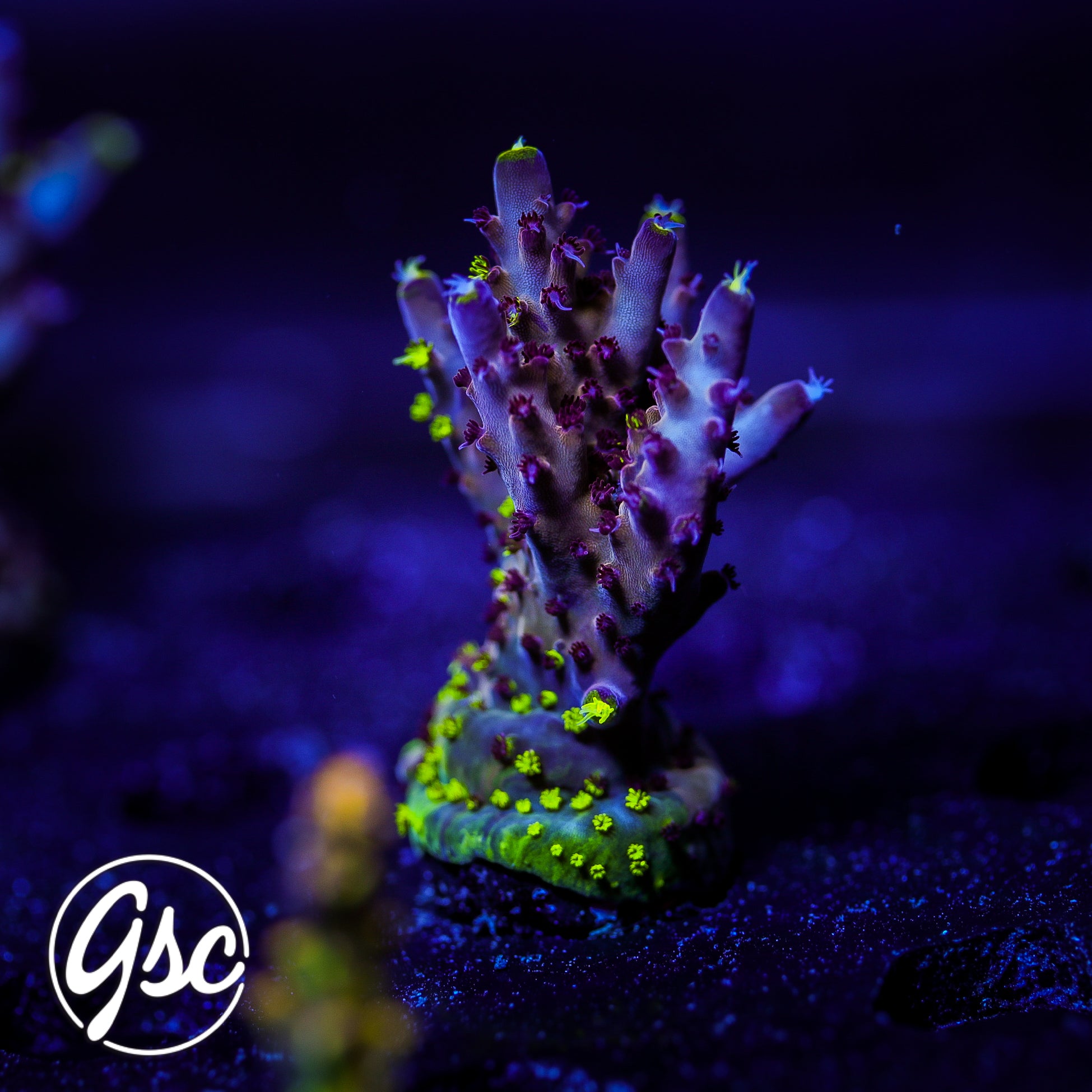 RR Robinhood Acro #5 (Chunky - Grafted)