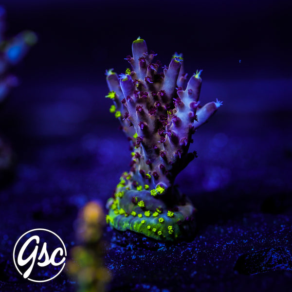 RR Robinhood Acro #5 (Chunky - Grafted)