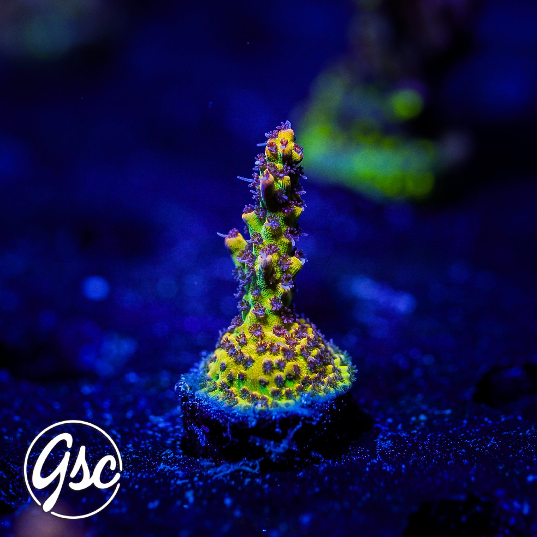 Tyree Pink Lemonade Acro #1