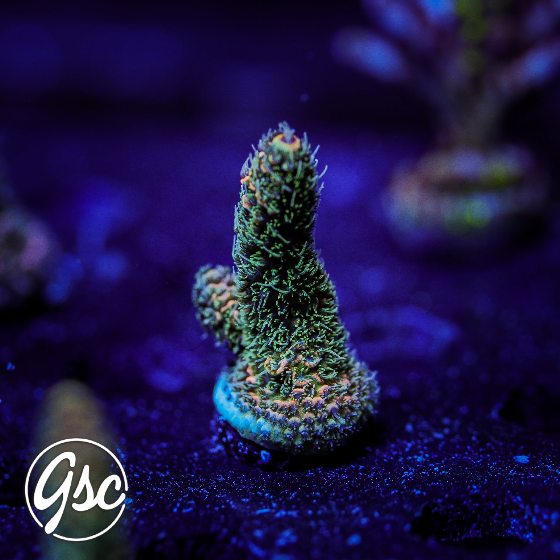 TGC Event Horizon Acro #4 (Millie)