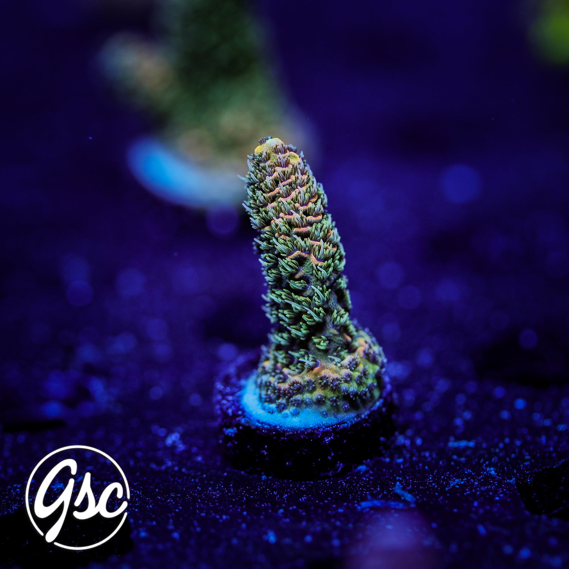 TGC Event Horizon Acro #3 (Millie)