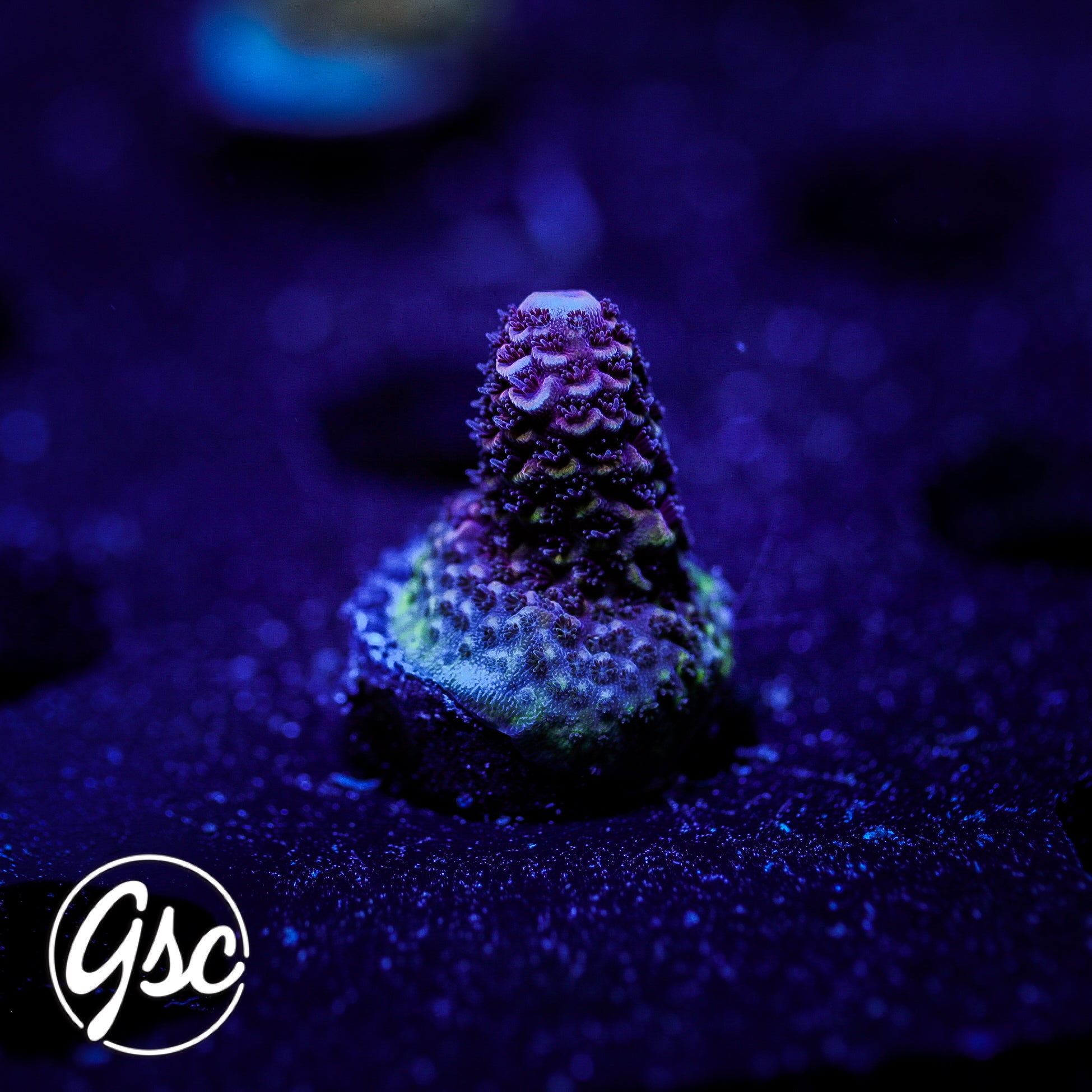 DCA Eisenberg Acro #1