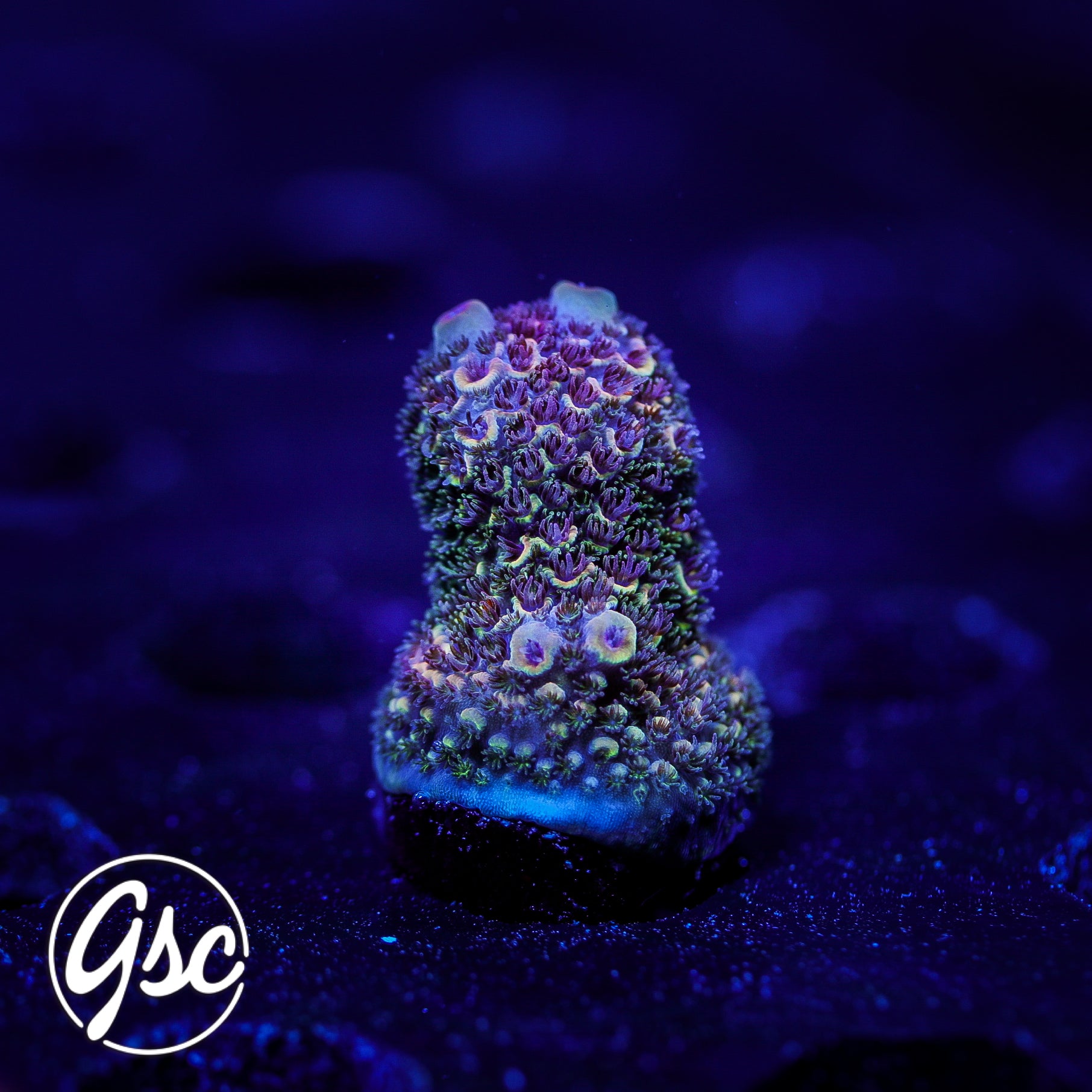 SBB Heisenberg Acro #1 (Spath)