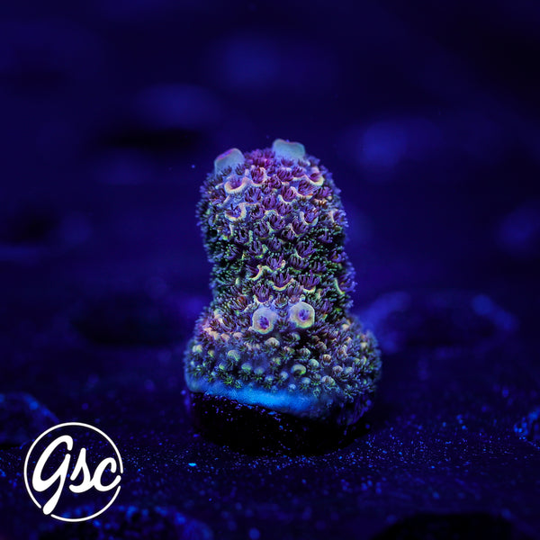 SBB Heisenberg Acro #1 (Spath)