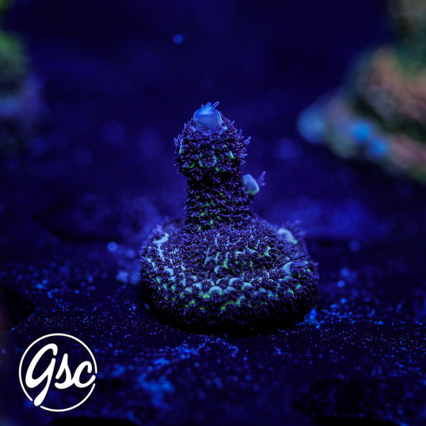 Raising Reefs Blue Flame Acro #1