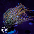 CK Rapunzel Torch #2 (Single)