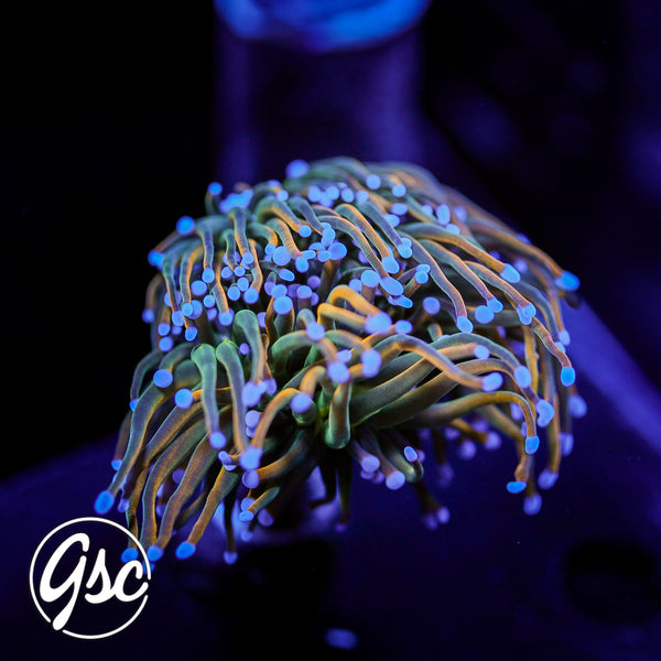 GSC Rapunzel Torch #1