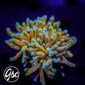 GSC Blow Pop Torch #1 (Single)