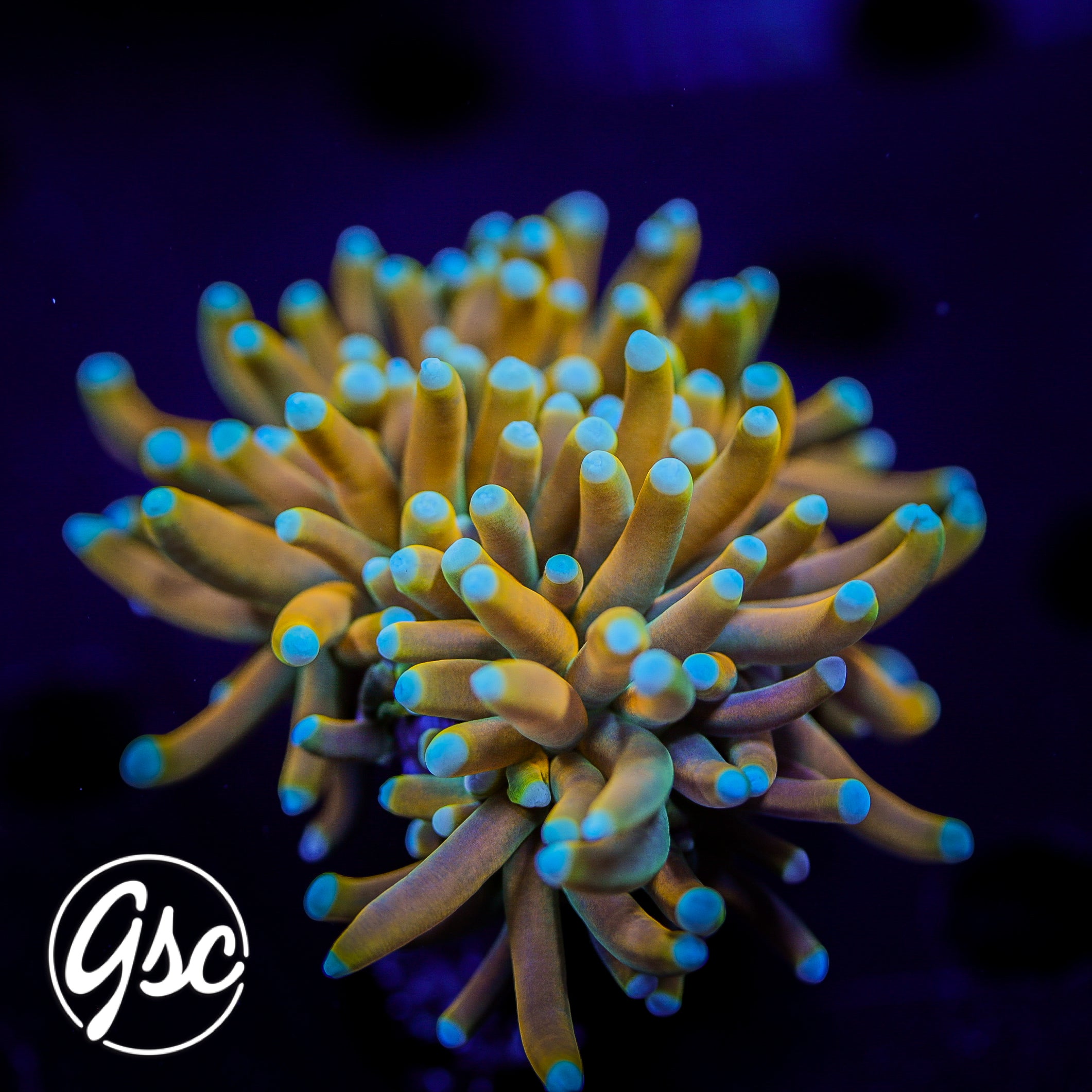 GSC Blow Pop Torch #1 (Single)