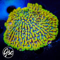 RR Crazy T Monti Mini Colony