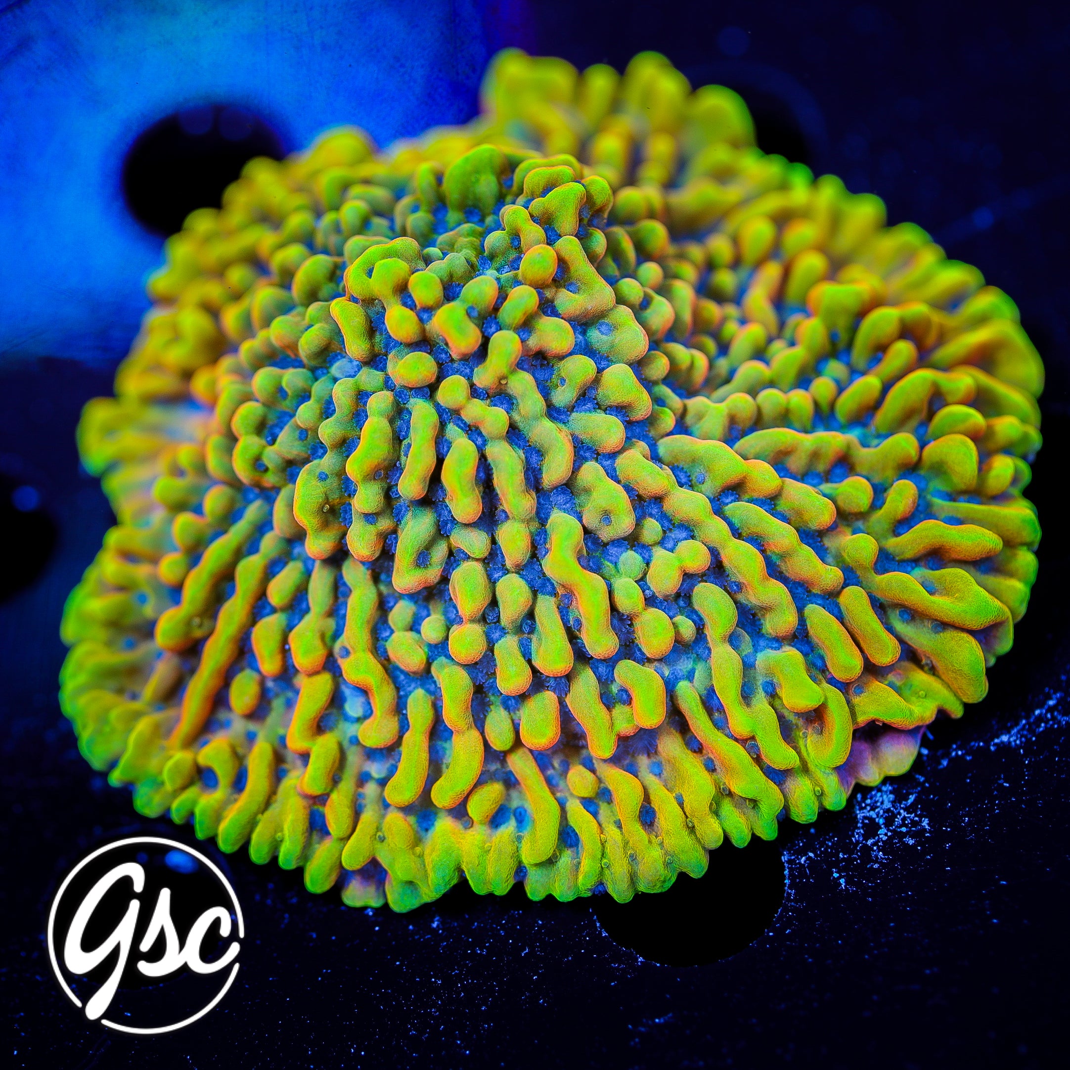 RR Crazy T Monti Mini Colony