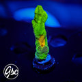 GSC Space Invader Pectinia #1