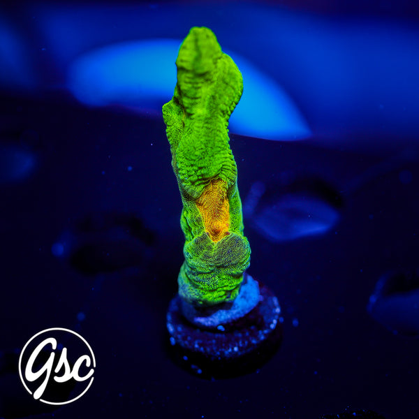 GSC Space Invader Pectinia #1