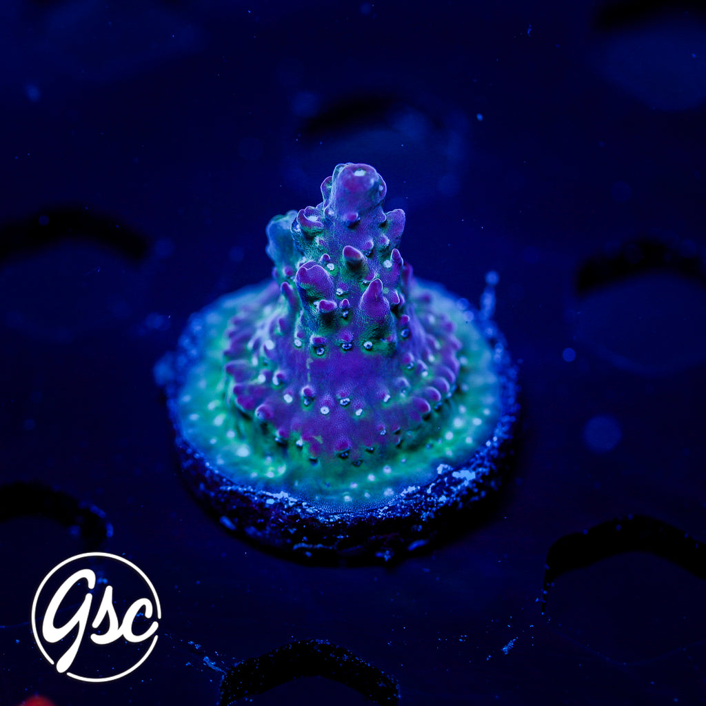 GSC Dizzy Devil Acro #1 (Re-Release)