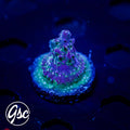 GSC Dizzy Devil Acro #1 (Re-Release)