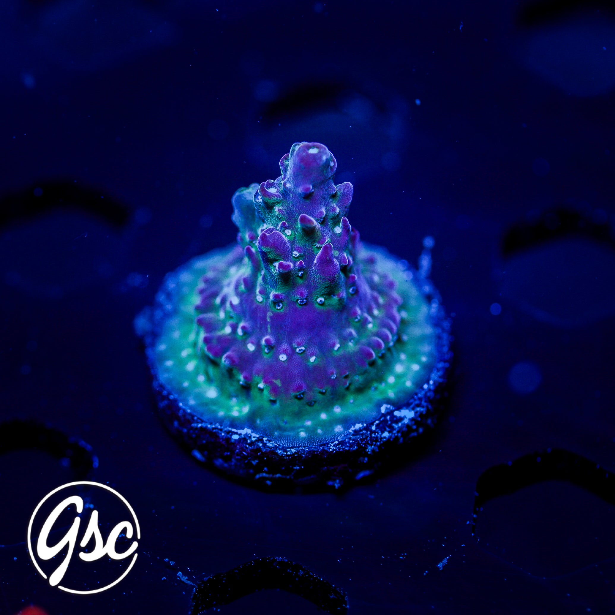 GSC Dizzy Devil Acro #1 (Re-Release)