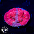 GSC Grafted Pink Boobies Chalice (RARE - 1st Ever Release)