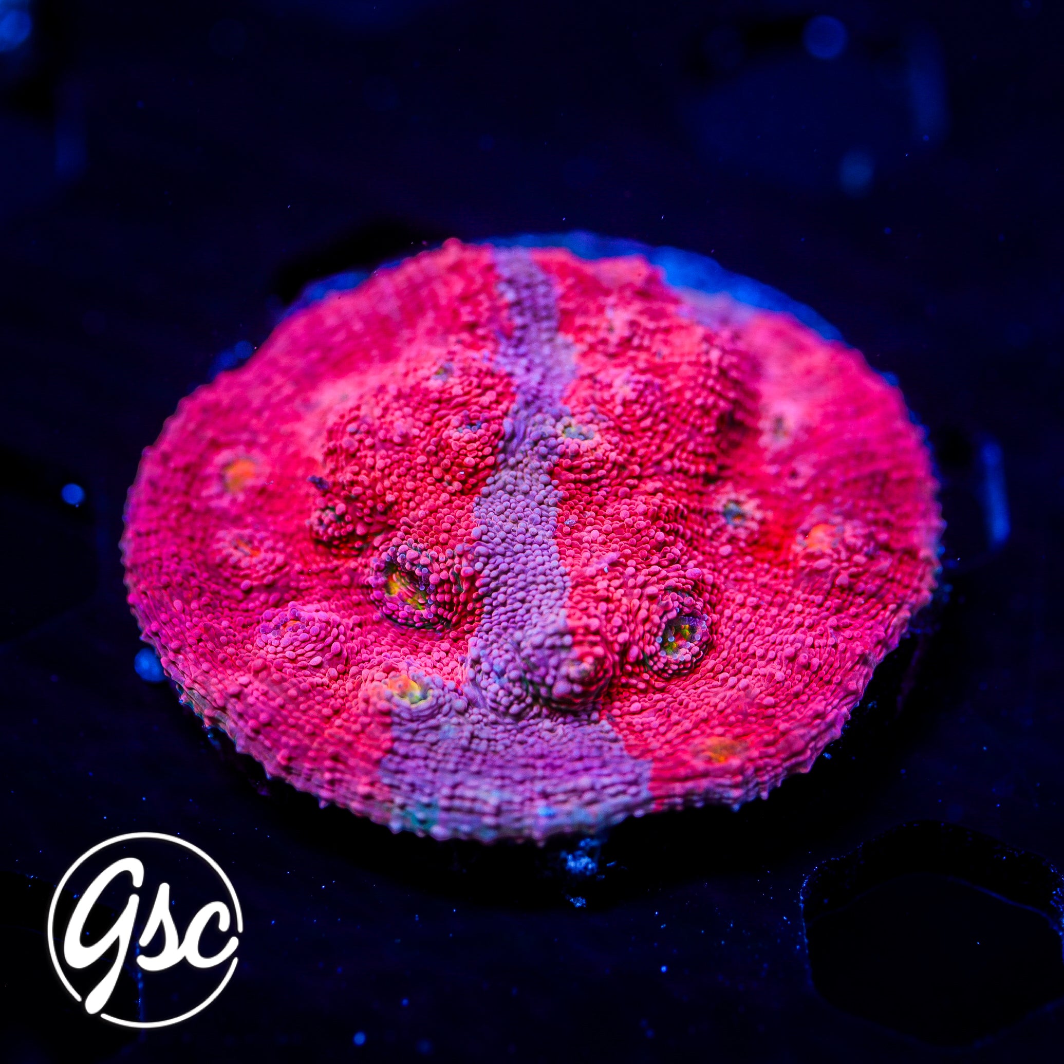 GSC Grafted Pink Boobies Chalice (RARE - 1st Ever Release)