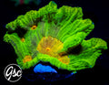 GSC Space Invader Pectinia #3 (Chunky)