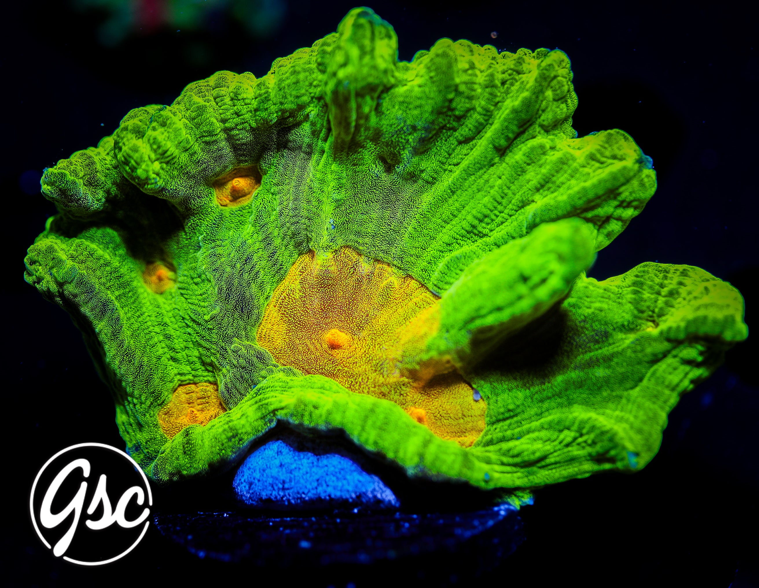 GSC Space Invader Pectinia #3 (Chunky)