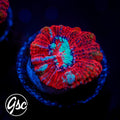 GSC Fire & Ice Wilsoni #2