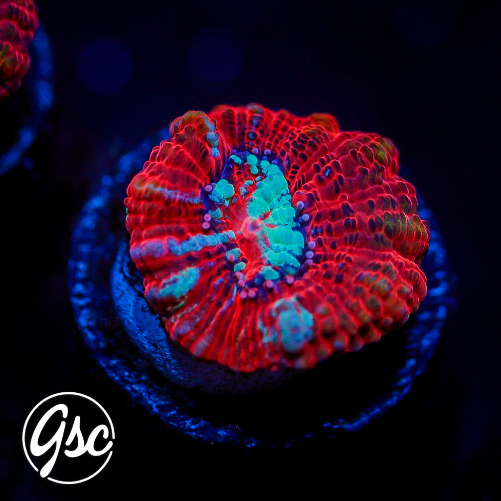 GSC Fire & Ice Wilsoni #2