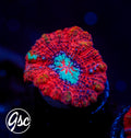 GSC Fire & Ice Wilsoni #1