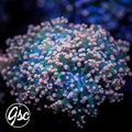 GSC Peach Tip Octospawn