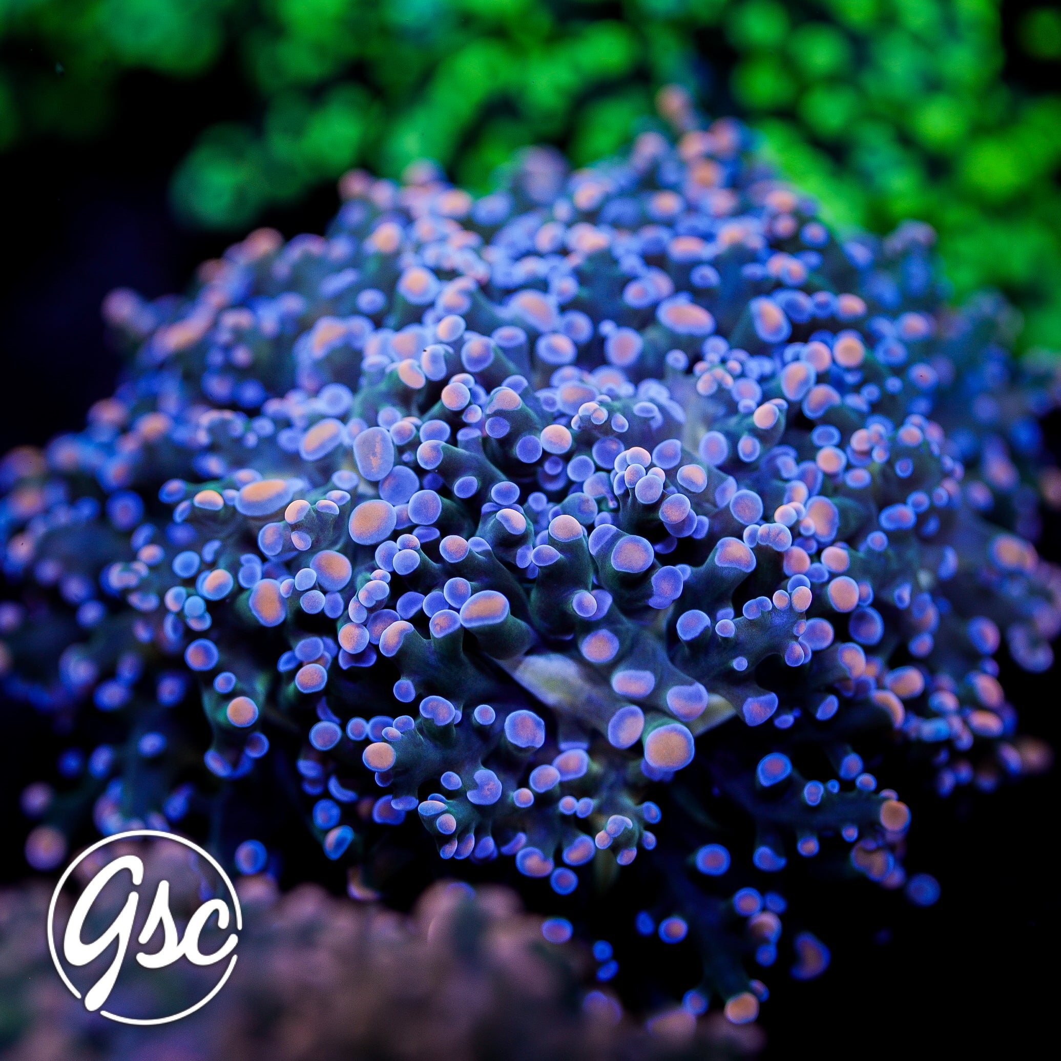 GSC Confetti Octospawn (New Release)