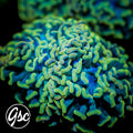 GSC Golden Anchor Hammer #2 (New Release)
