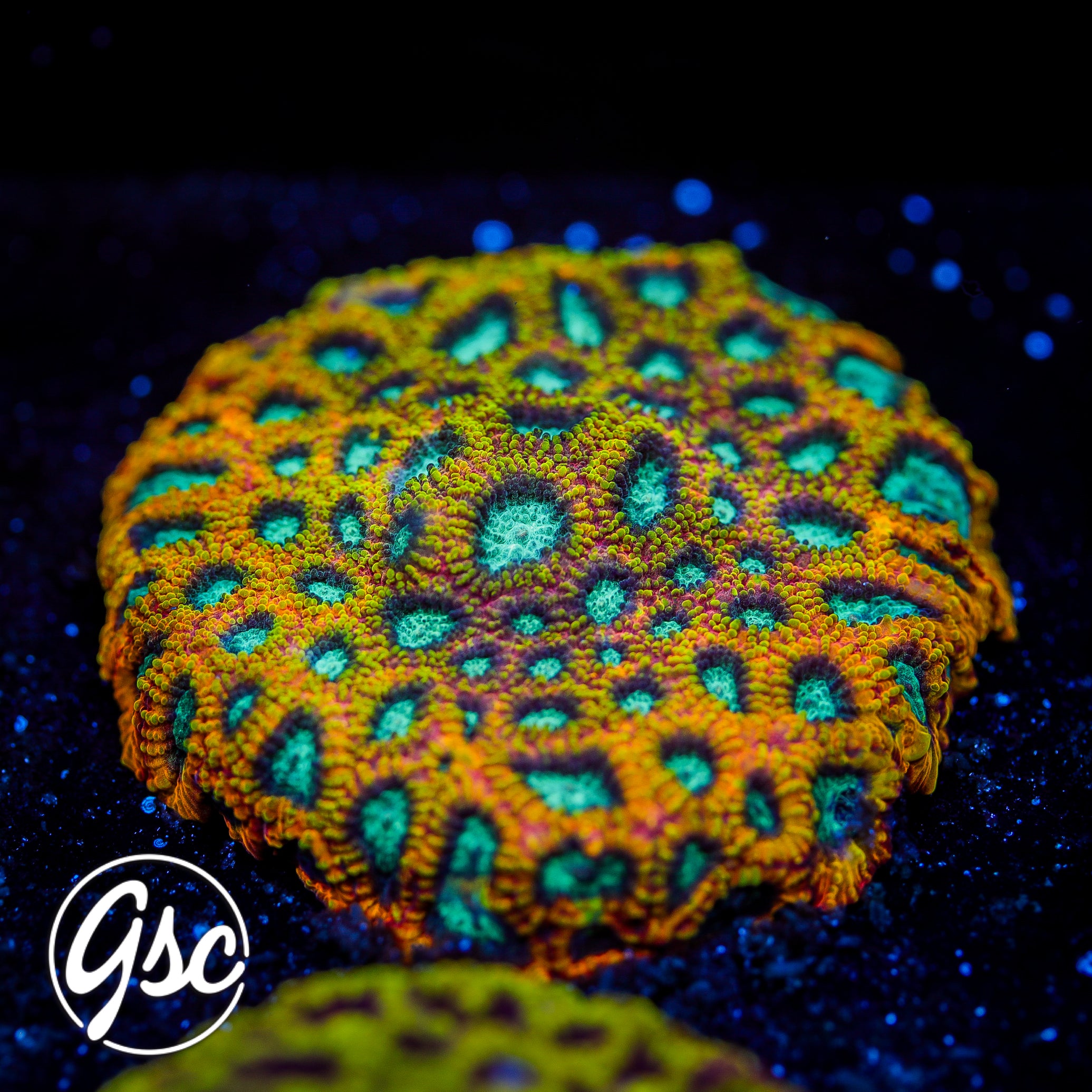JF Yellow Submarine Favia Mini Colony