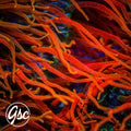 CC Inferno Anemone’s (NON WYSIWYG - HUGE/GIANT/XXL)