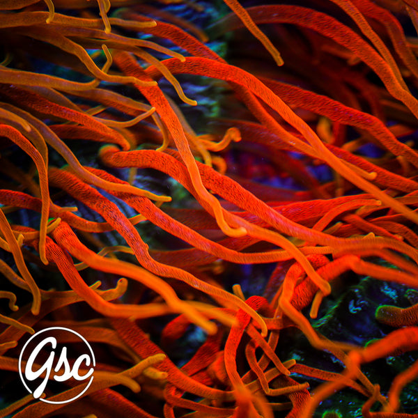 CC Inferno Anemone’s (NON WYSIWYG - HUGE/GIANT/XXL)