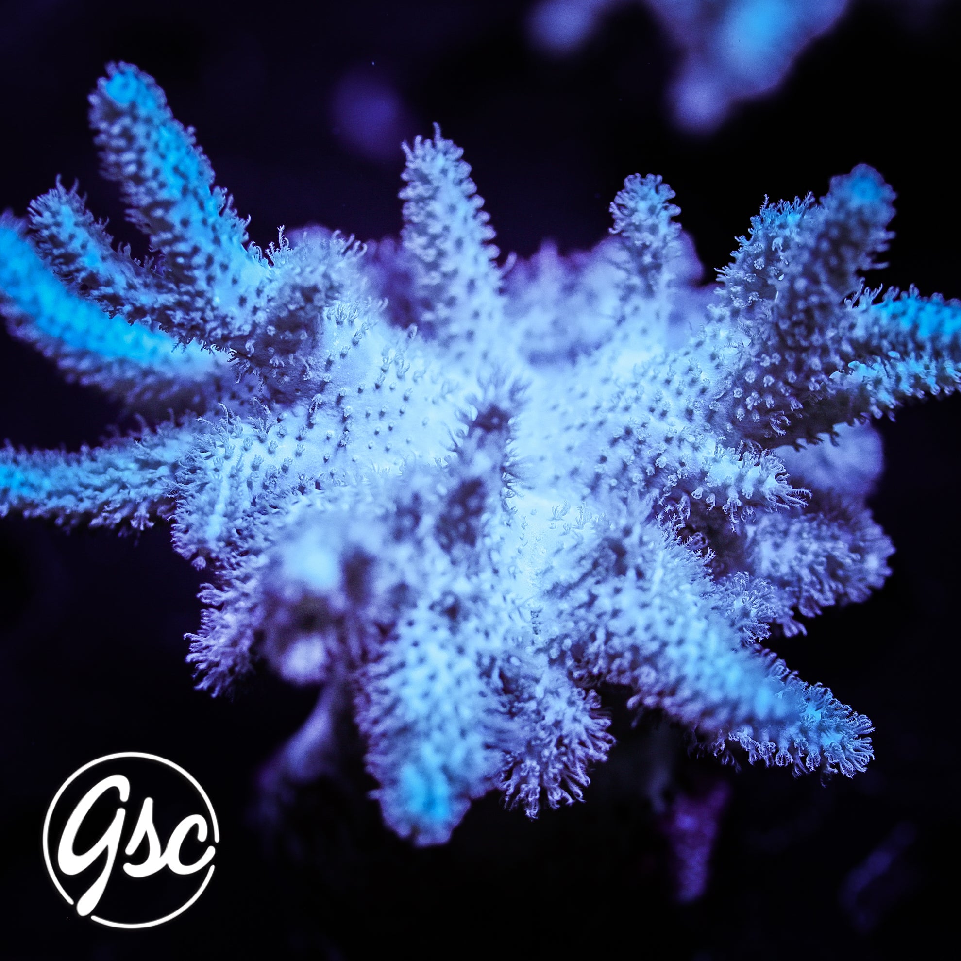 GSC Yeti Leather #1 (Chunky - Re-Release)