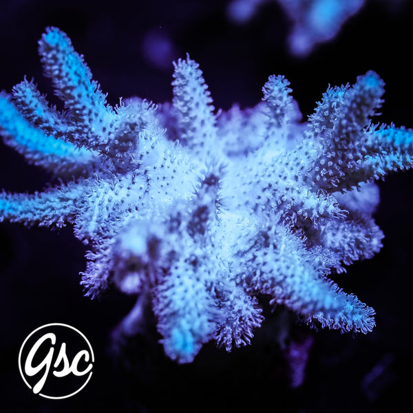 GSC Yeti Leather #1 (Chunky - Re-Release)