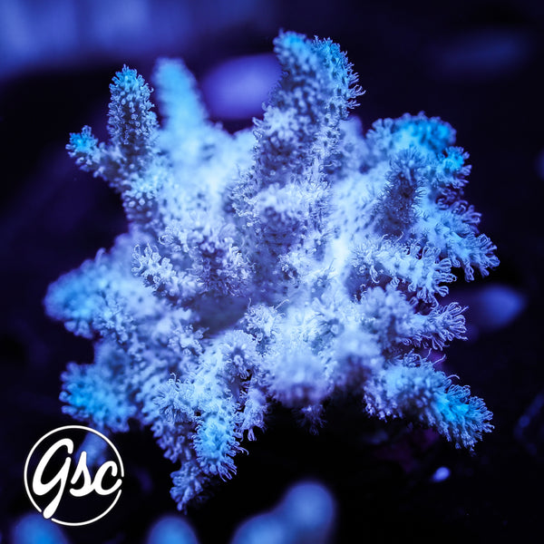 GSC Yeti Leather #2 (Chunky - Re-Release)