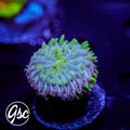 GSC Rainbow Fungia #2 (Cultured)