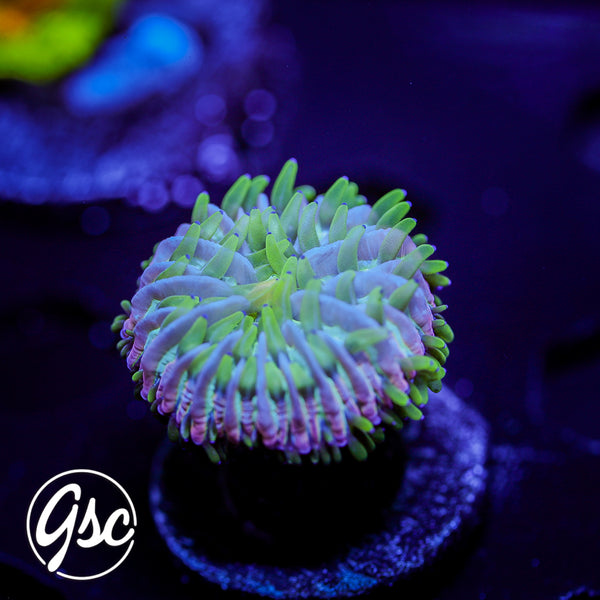 GSC Rainbow Fungia #2 (Cultured)