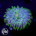 GSC Rainbow Fungia #1 (Cultured)