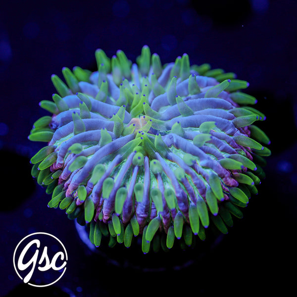 GSC Rainbow Fungia #1 (Cultured)