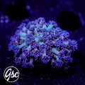 GSC Cosmic Voodoo Goniopora #2 (Re-Release)