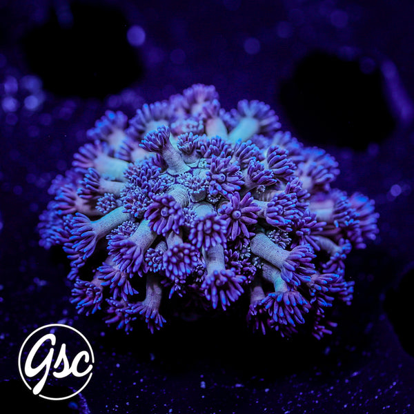 GSC Cosmic Voodoo Goniopora #2 (Re-Release)