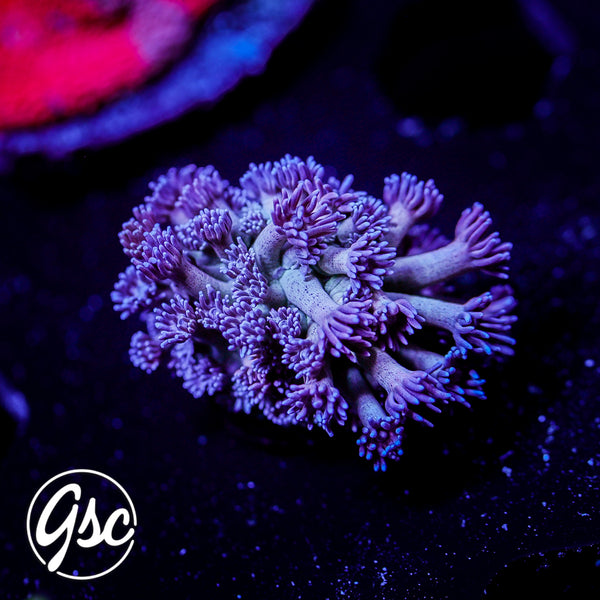 GSC Cosmic Voodoo Goniopora #1 (Re-Release)